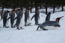 ビジネス書評からスタートした新米社長の【裏へんしゅうこ～き】-旭山動物園