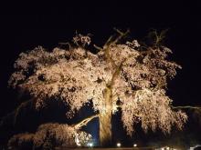 書評から3社経営の社長日記-円山公園のしだれ桜